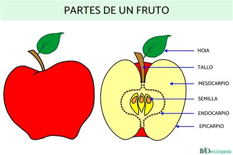 Fruto .
